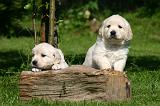 GOLDEN RETRIEVER 1070
